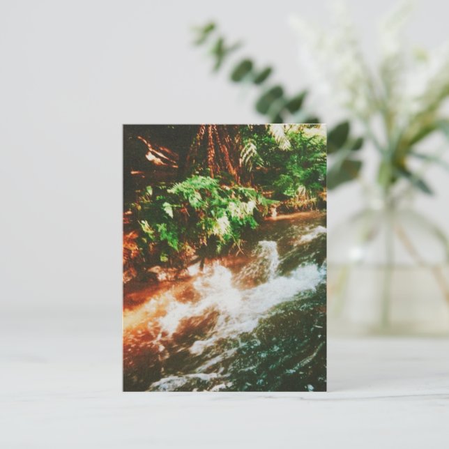 Kerosene Creek, Rotorua, New Zealand  Postcard (Standing Front)