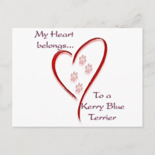 Kerry Blue Terrier Heart Belongs Postcard