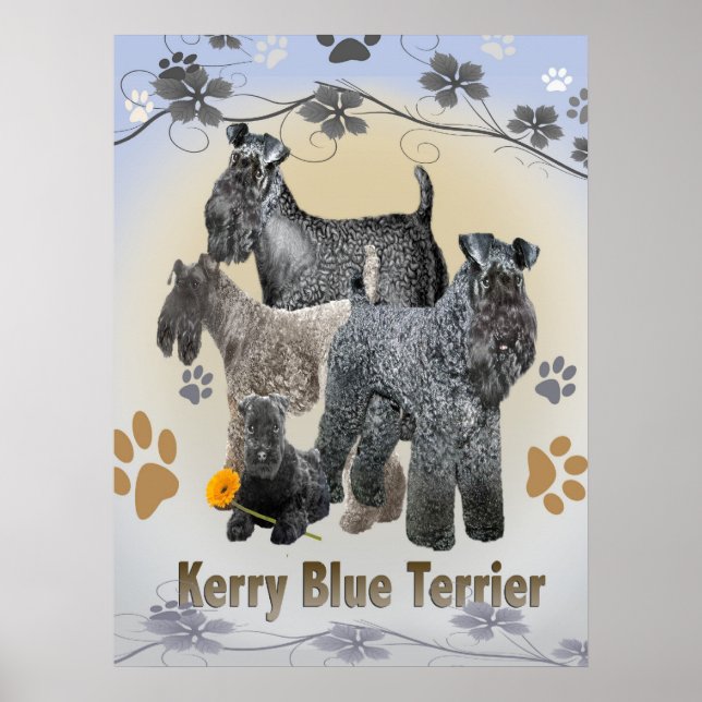 Kerry Blue Terrier  Posters and Prints (Front)