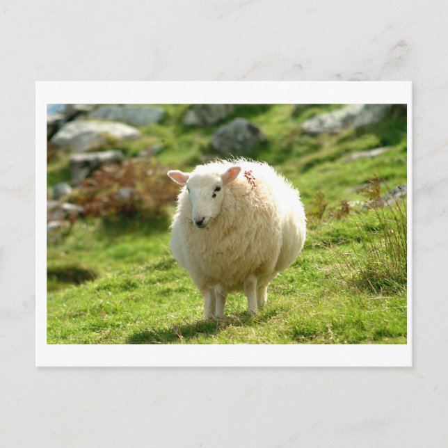 Kerry Sheep on Ring of Kerry Postcard (Front)