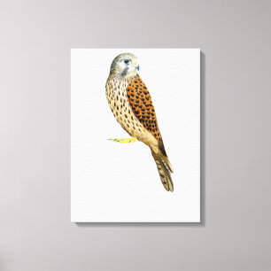 Kestrel 2011 canvas print