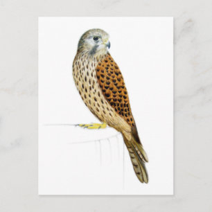 Kestrel 2011 postcard
