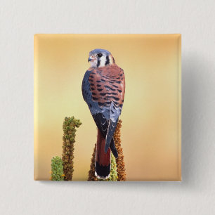 Kestrel, Falco sparverius, Native to US & Canada 15 Cm Square Badge