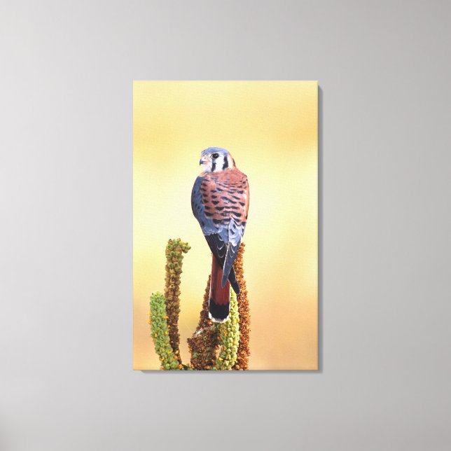 Kestrel, Falco sparverius, Native to US & Canada Canvas Print (Front)