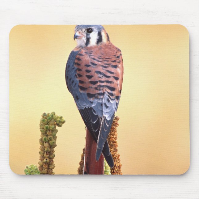 Kestrel, Falco sparverius, Native to US & Canada Mouse Mat (Front)