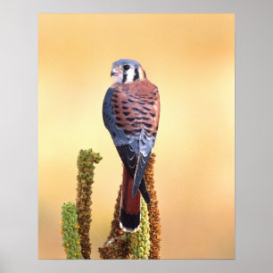 Kestrel, Falco sparverius, Native to US & Canada Poster