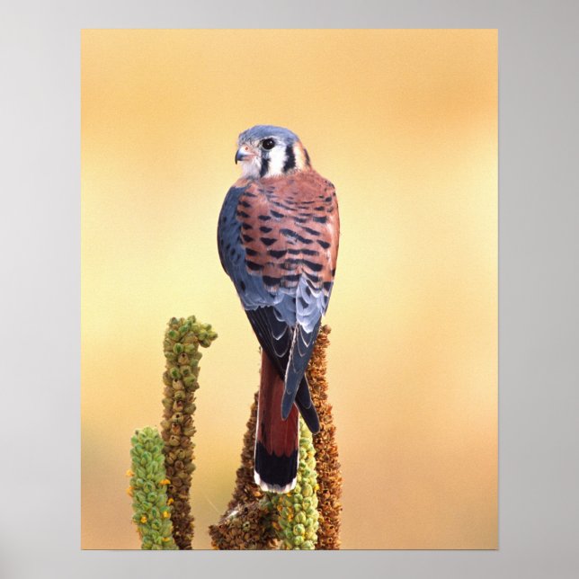 Kestrel, Falco sparverius, Native to US & Canada Poster (Front)