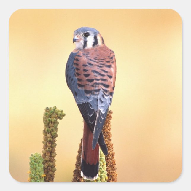 Kestrel, Falco sparverius, Native to US & Canada Square Sticker (Front)