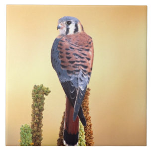 Kestrel, Falco sparverius, Native to US & Canada Tile