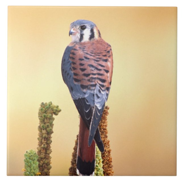 Kestrel, Falco sparverius, Native to US & Canada Tile (Front)