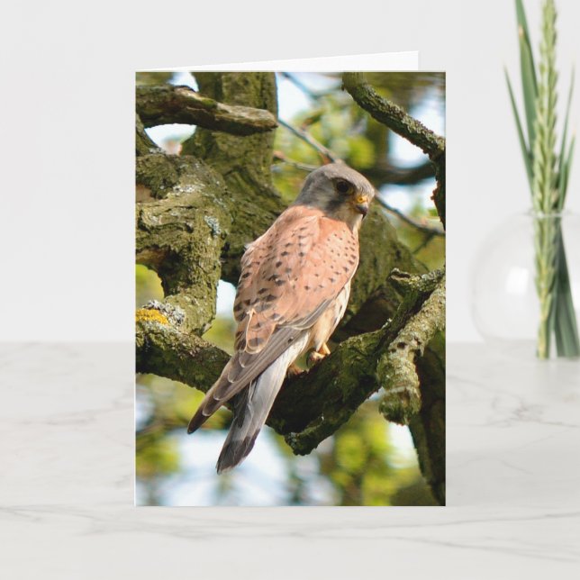 Kestrel on vigil blank greeting card (Front)