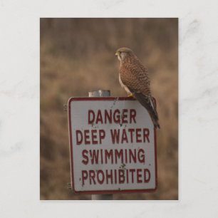 Kestrel Postcard