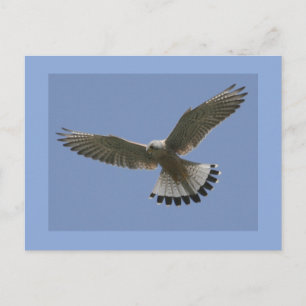 Kestrel Postcard