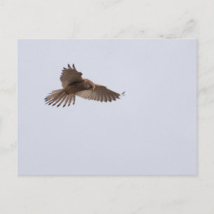 Kestrel Postcard