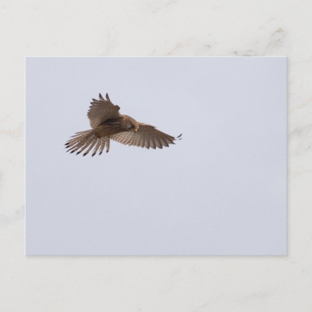 Kestrel Postcard (Front)