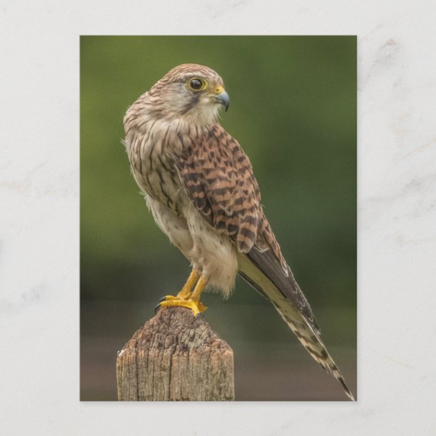 Falco tinnunculus BIRDS OF PREY original Royal Mail Postcard KESTREL 
