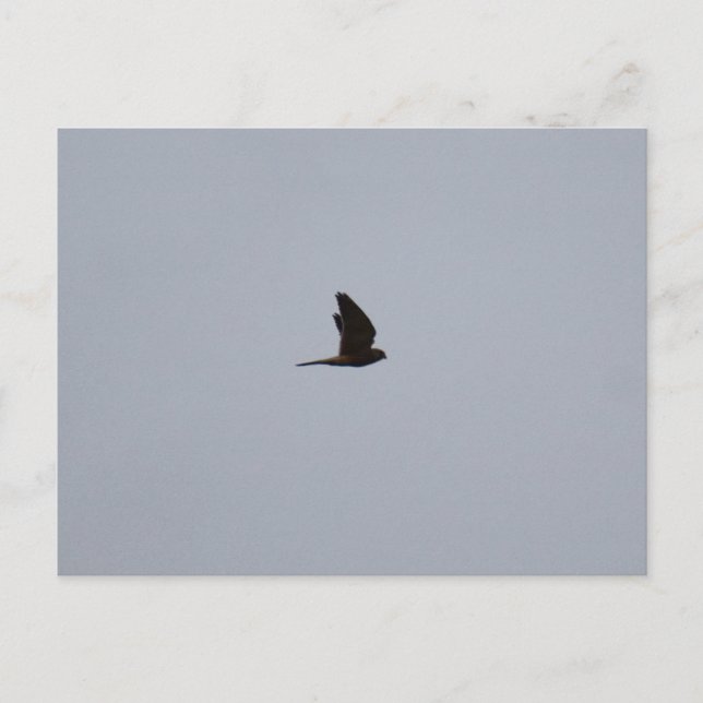 Kestrel  postcard (Front)