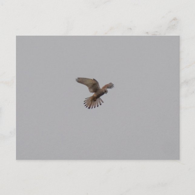 Kestrel  postcard (Front)