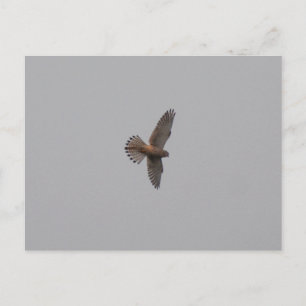 Kestrel postcard