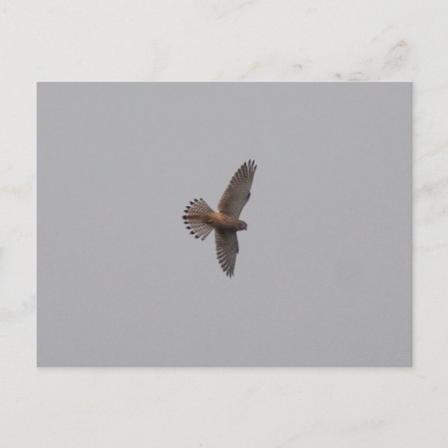 Kestrel  postcard (Front)