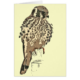 Kestrel Raptor Bird Card