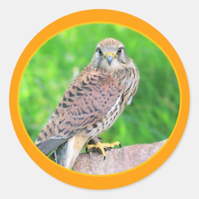 Kestrel Sticker (Front)