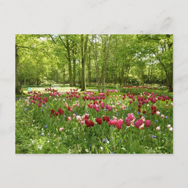 Keukenhof 2 postcard (Front)