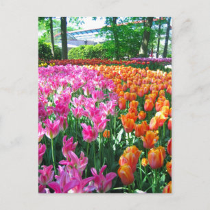 Keukenhof garden - Holland postcard