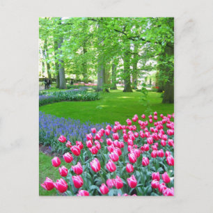 Keukenhof garden - Holland postcard