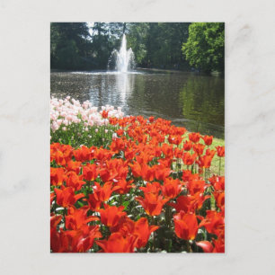 Keukenhof garden - Holland postcard