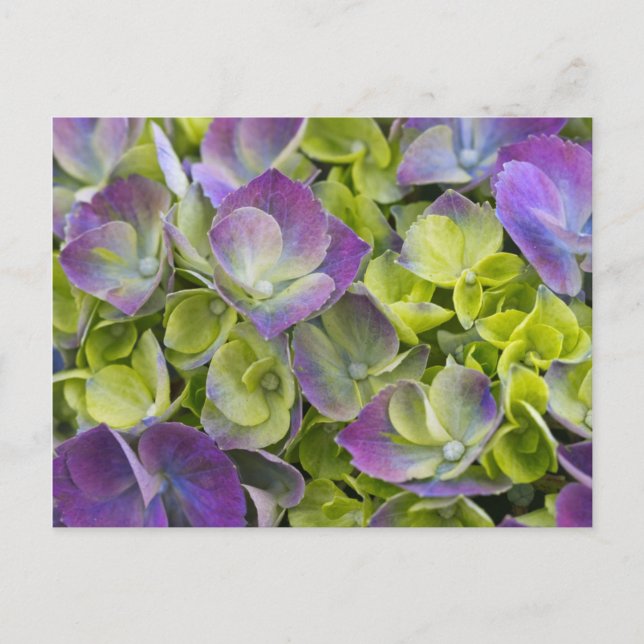 Keukenhof Garden Hydrangea Postcard (Front)
