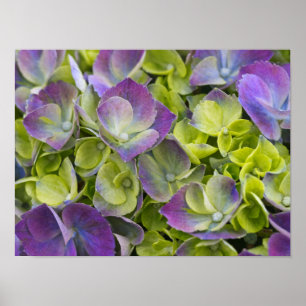 Keukenhof Garden Hydrangea Poster