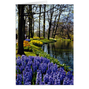 Keukenhof Gardens, Lisse, Netherlands  flowers