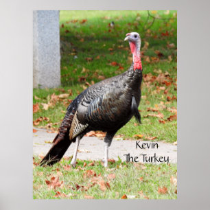 Kevin The Turkey - Old Wethersfield , CT Poster