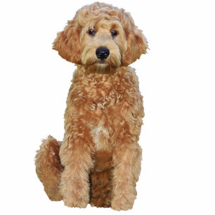 Key chain Photo Sculpture of golden doodle