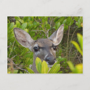 Key Deer Postcard