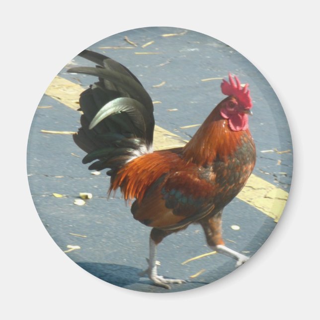 Key West Chicken Magnet (Front)