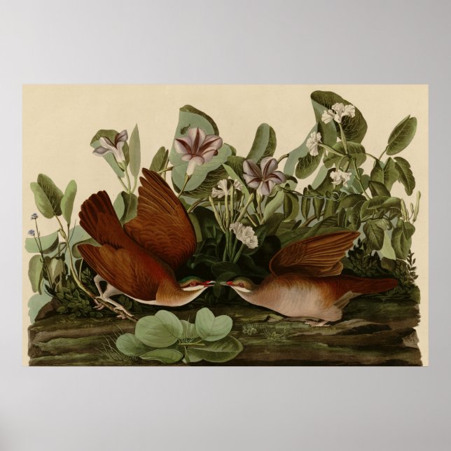 Key West Dove Poster (Front)