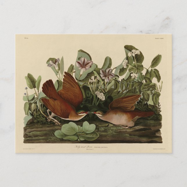 Key-west Dove, Quail-Dove Audubon Birds of America Postcard (Front)