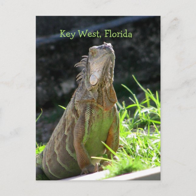 Key West Iguana Postcard (Front)