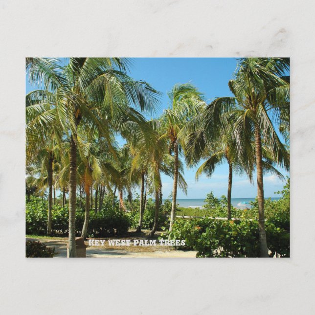 Key west Palm Trees Postcard (Front)