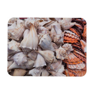 Key West, seashells Magnet