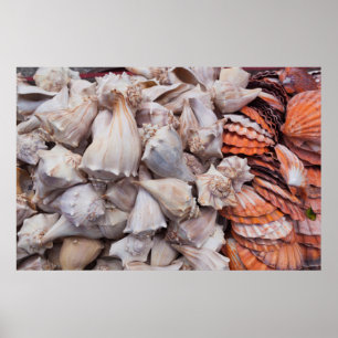 Key West, seashells Poster
