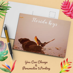 Key West Shorebird Sunset Rocks Florida Keys Postcard