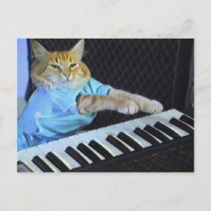 Keyboard Cat Postcard! Postcard