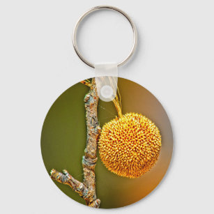 Keychain, Sycamore Seed Ball  Key Ring