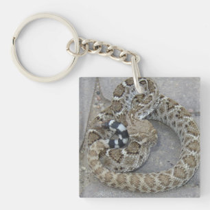 Keychain with Baby Rattlesnake