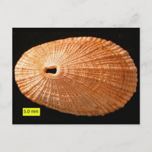 keyhole limpet (Diodora italica) Postcard