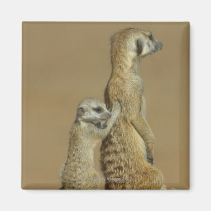 Kgalagadi National Park, Botswana, Africa Magnet