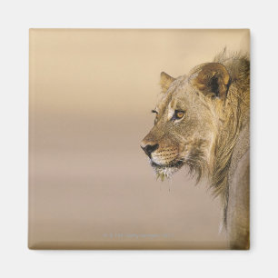 Kgalagadi Transfrontier Park, Northern Cape Magnet